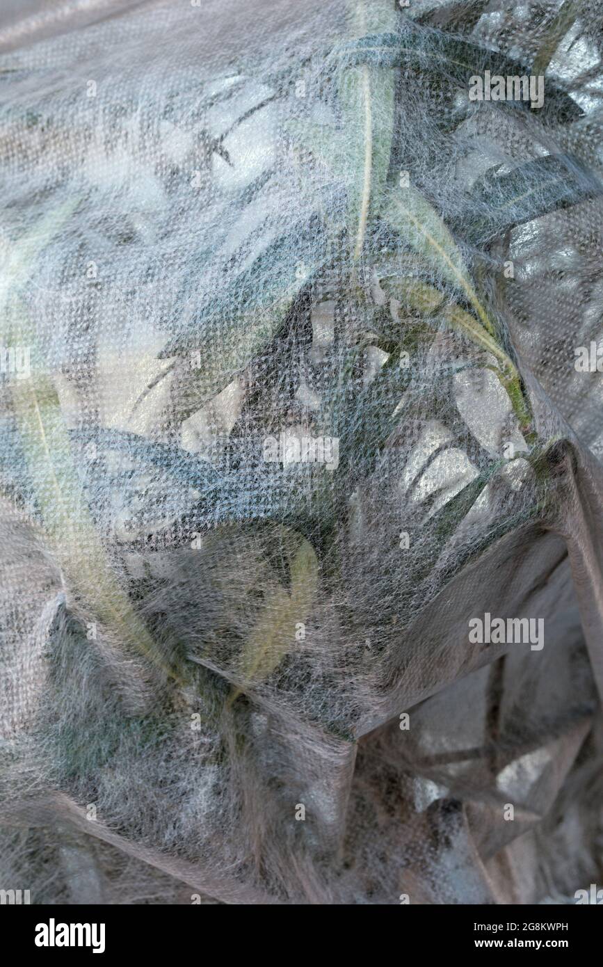 oleander plant wrapped with frost protection fleece Stock Photo