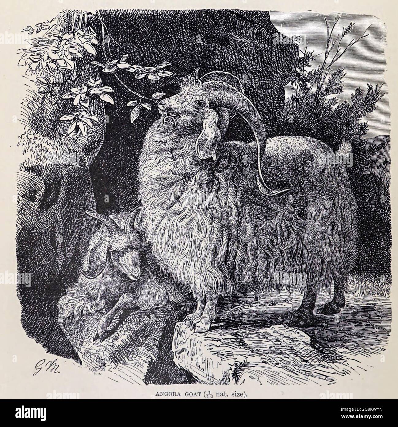 The Angora goat is a breed of domesticated goat, historically known as Angora. Angora goats produce the lustrous fibre known as mohair. From the book ' Royal Natural History ' Volume 2 Edited by Richard Lydekker, Published in London by Frederick Warne & Co in 1893-1894 Stock Photo