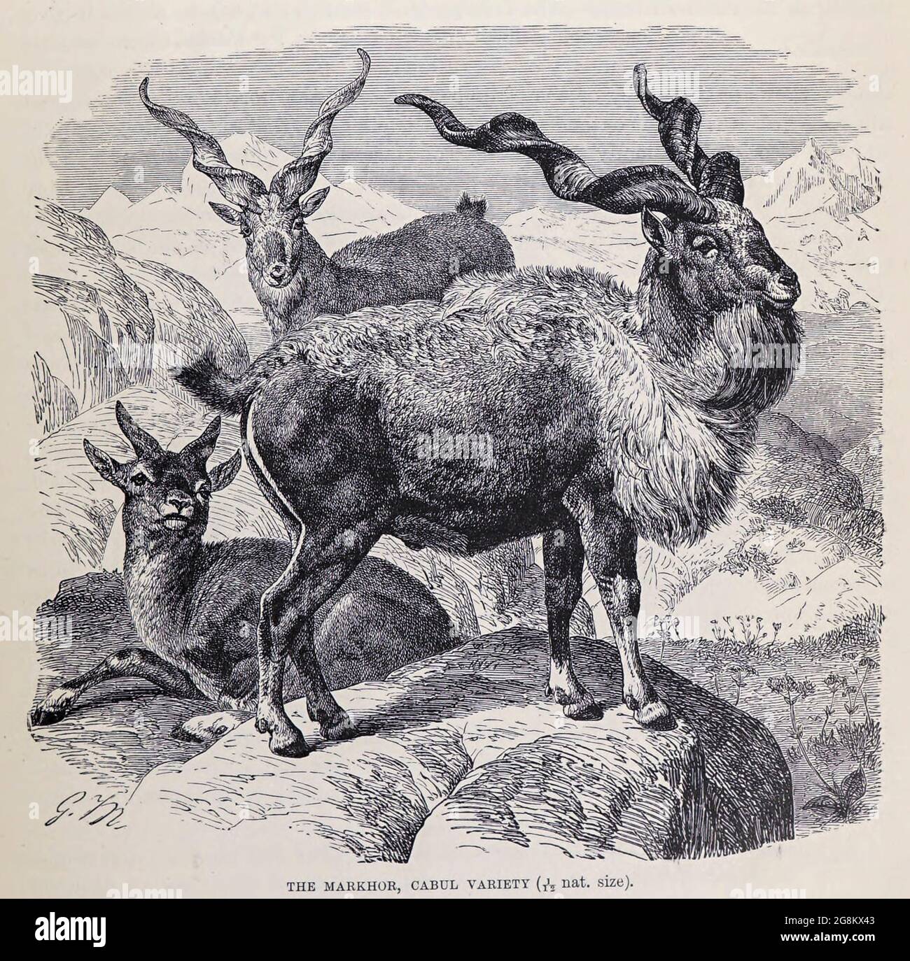 The markhor, Cabul Variety. The markhor (Capra falconeri), is a large Capra species native to Central Asia, Karakoram and the Himalayas. The markhor is the national animal of Pakistan, where it is also known as the screw horn or 'screw-horned goat',From the book ' Royal Natural History ' Volume 2 Edited by Richard Lydekker, Published in London by Frederick Warne & Co in 1893-1894 Stock Photo