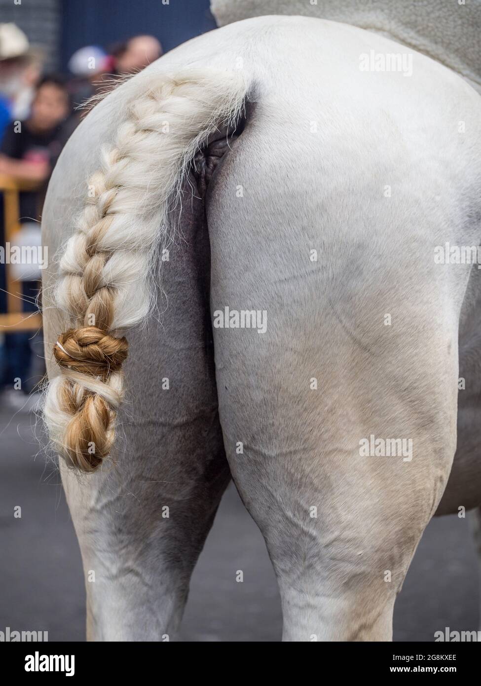 Fancy braided tail of a white horse (Equus ferus) in the annual horse