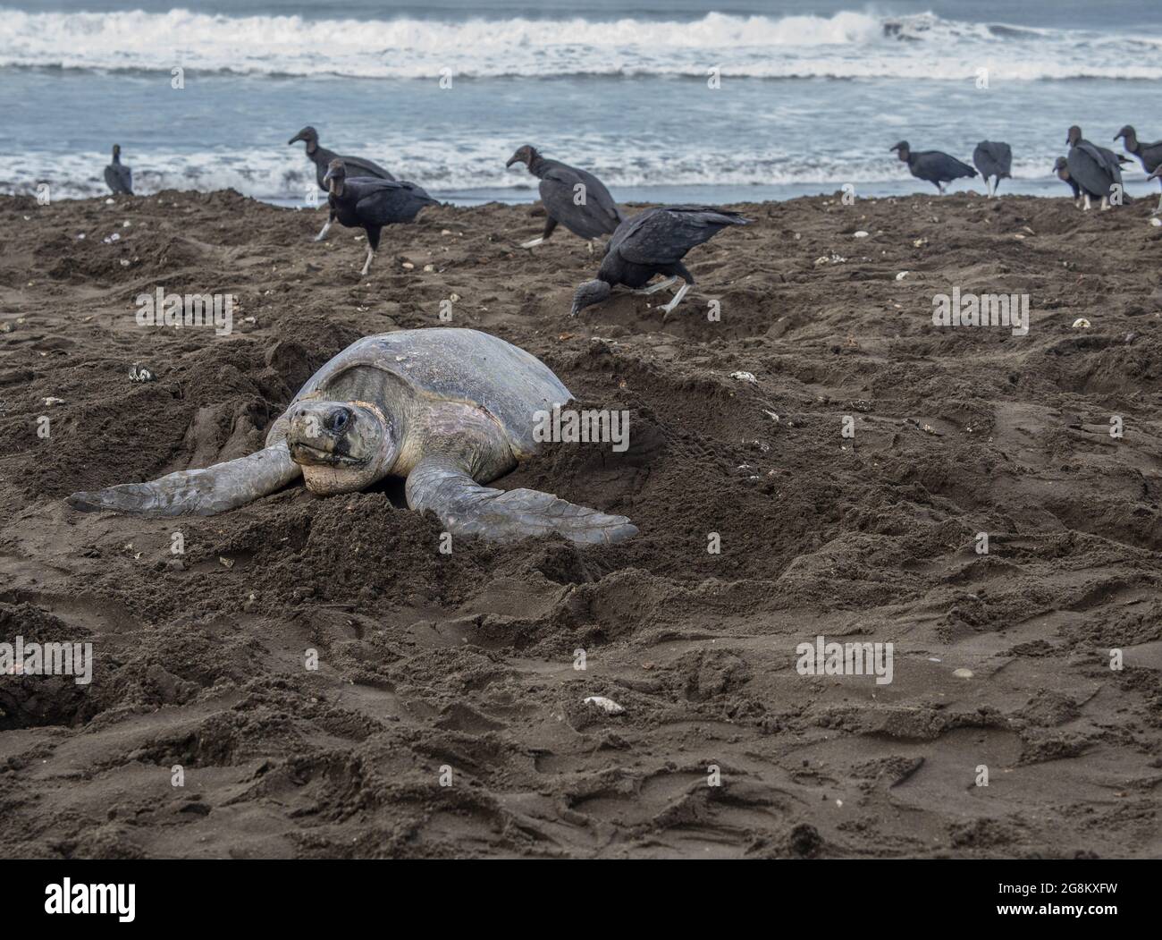 Olive Ridley sea turtle laying eggs with Black Vultures in the