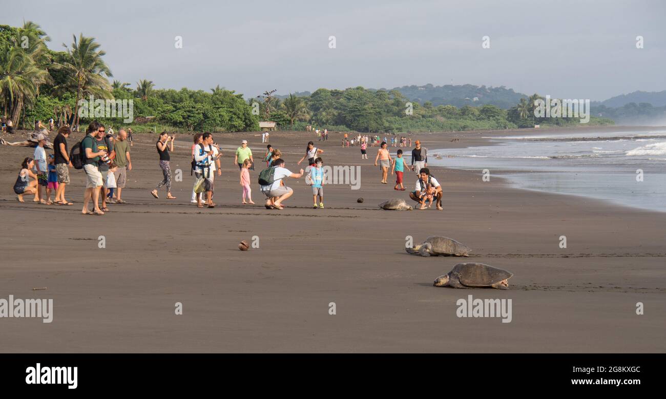 People watching sea turtles laying eggs at Ostional beach, Costa Rica. Stock Photo