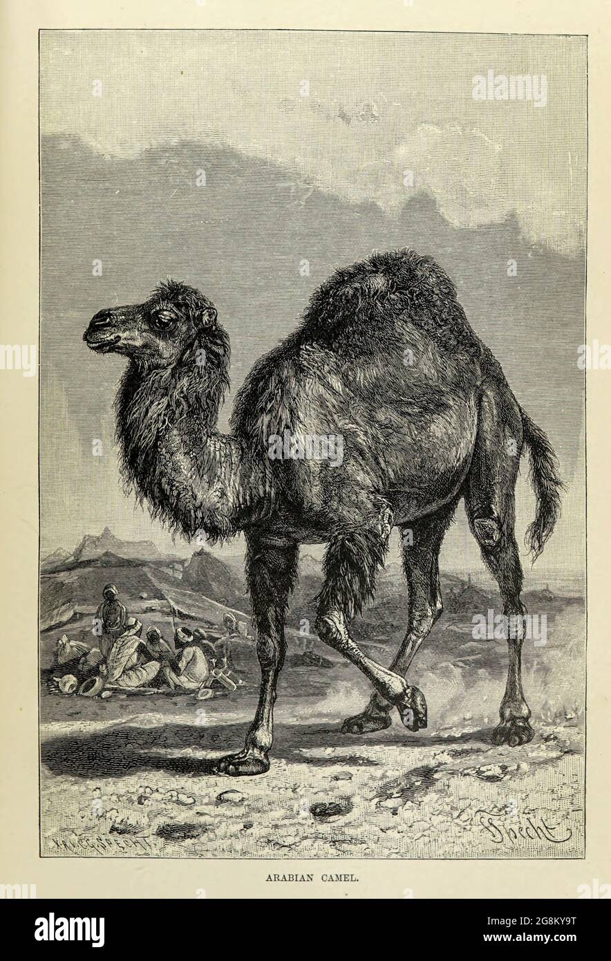 The dromedary (Camelus dromedarius) also called the Arabian camel, is a large even-toed ungulate, of the genus Camelus, with one hump on its back. From the book ' Royal Natural History ' Volume 2 Edited by Richard Lydekker, Published in London by Frederick Warne & Co in 1893-1894 Stock Photo