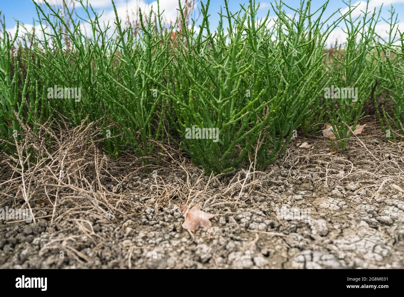 close up view of common glasswort growth with blue skies on background Stock Photo