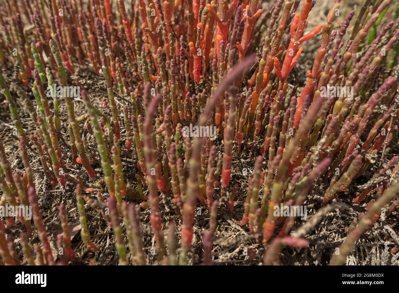 growing red glasswort close up view edible plant that grows in salty