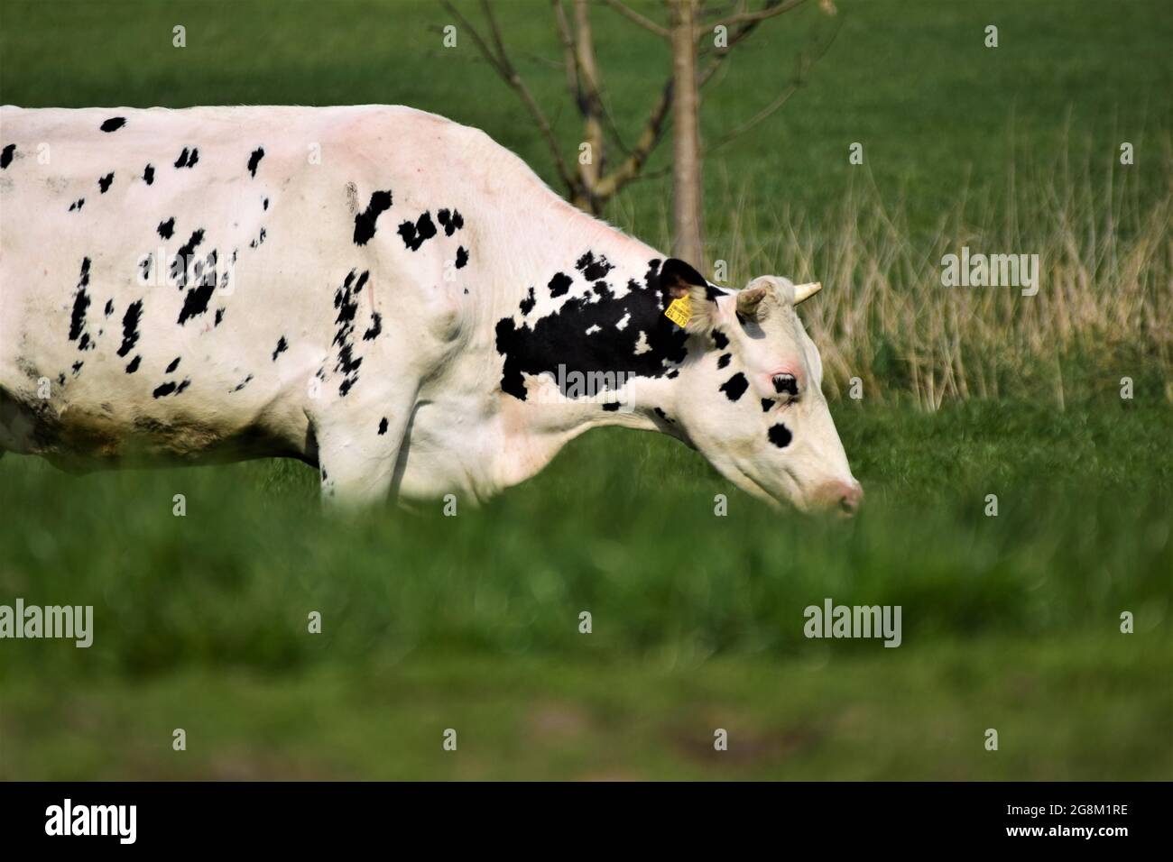 One black and white sotted cow on the meadow Stock Photo