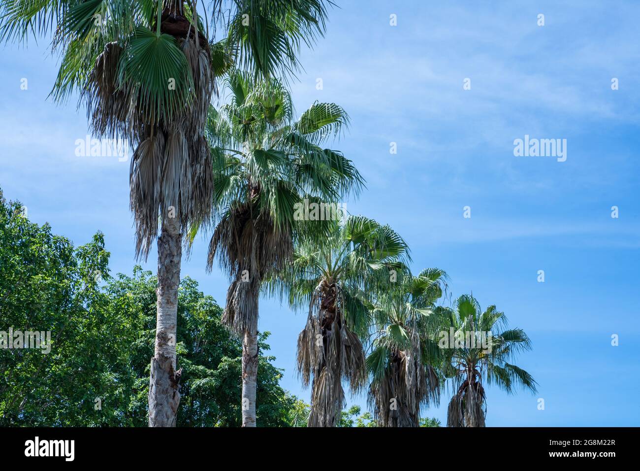 Low angle shot of palm trees on the beach Stock Photo - Alamy
