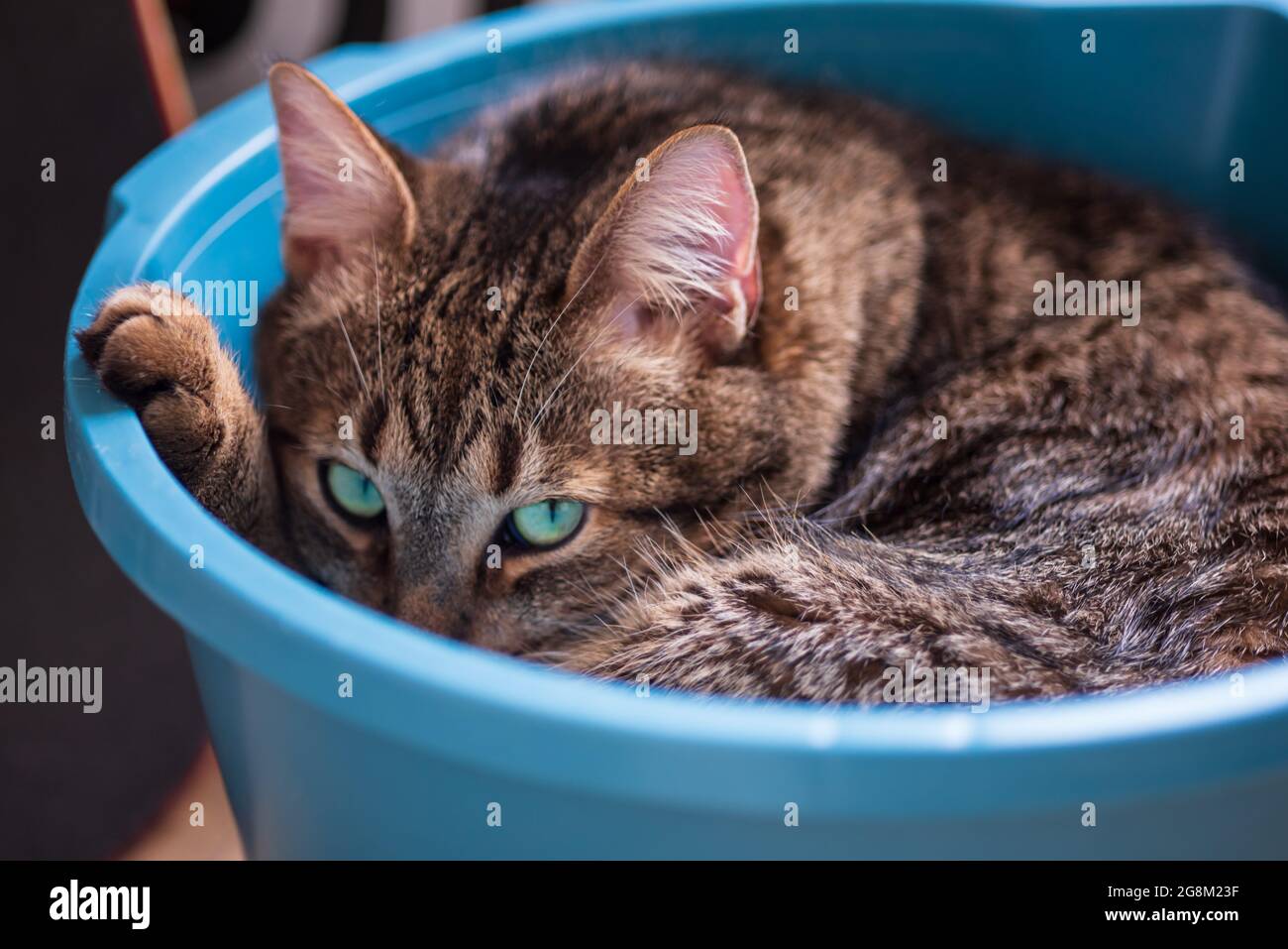 Cute gray cat sleeping in the bowl Stock Photo - Alamy