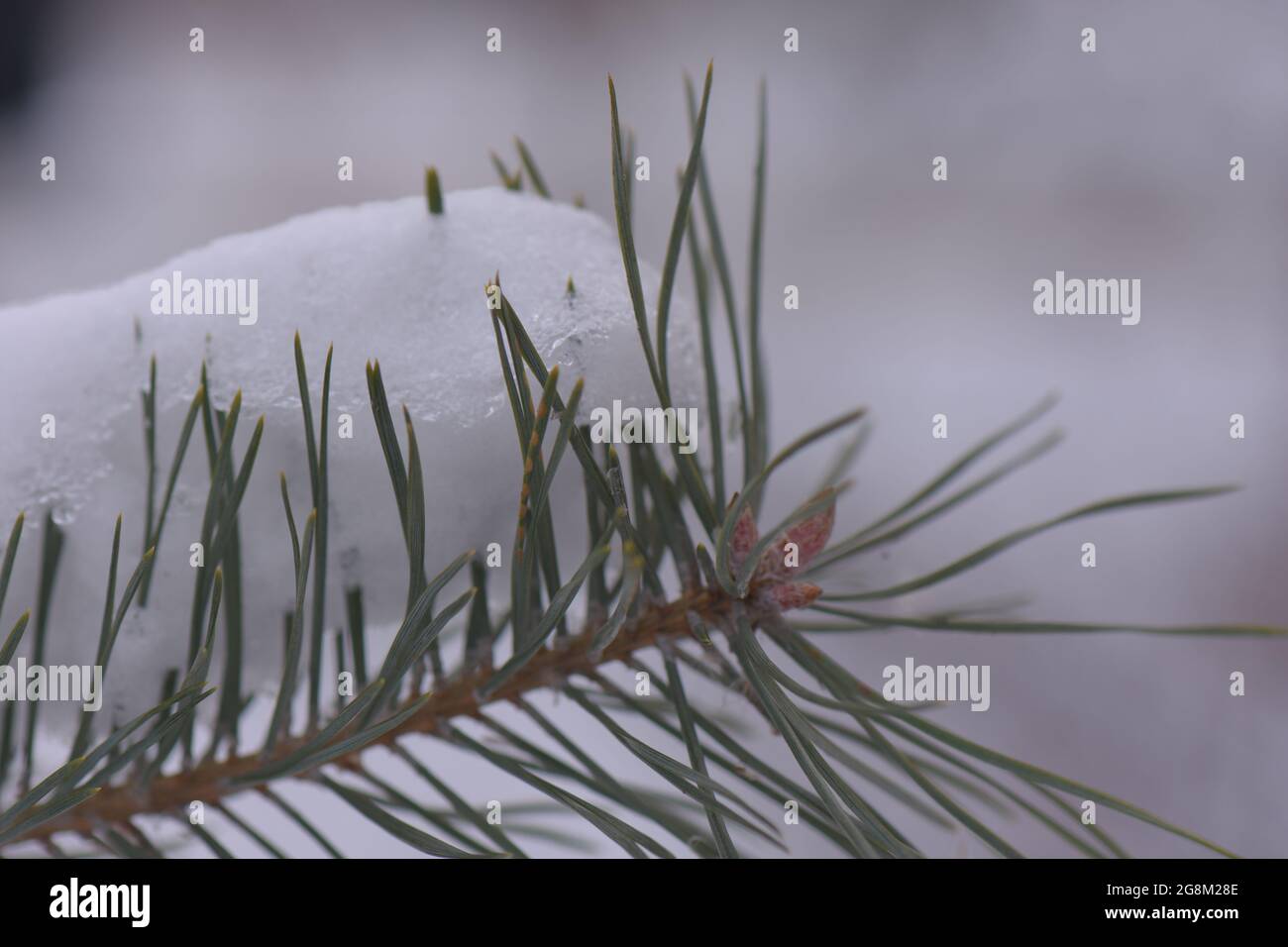 Selective focus shot of a pine tree branch thorns covered by snow Stock ...