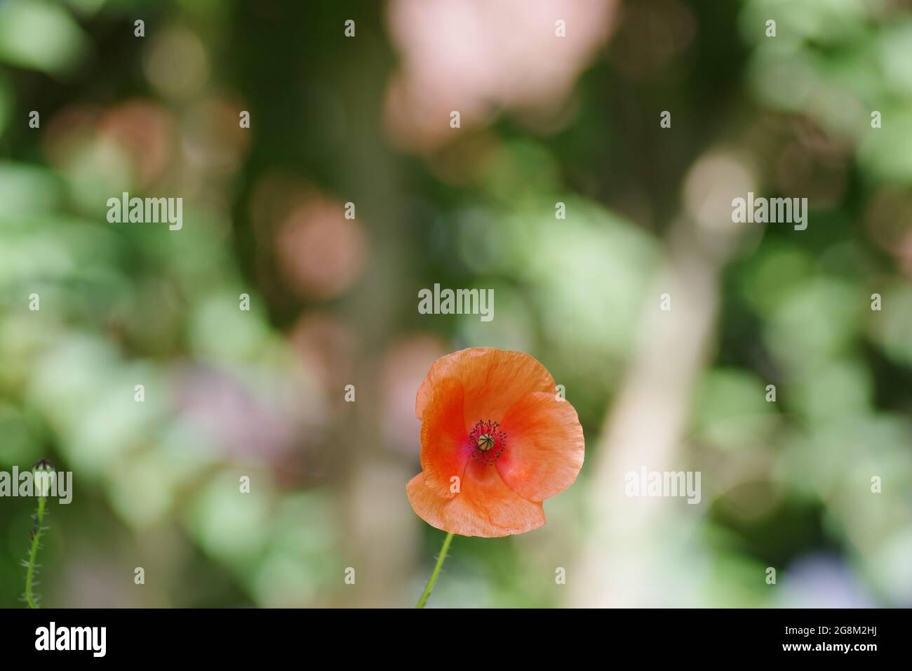 Closeup shot of an orange Poppy in the garden Stock Photo