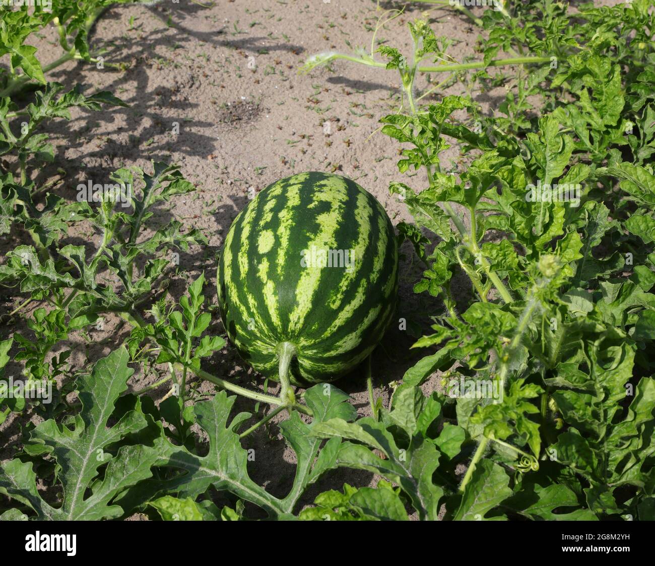 huge ripe green watermelon in the field with very fertile sandy soil