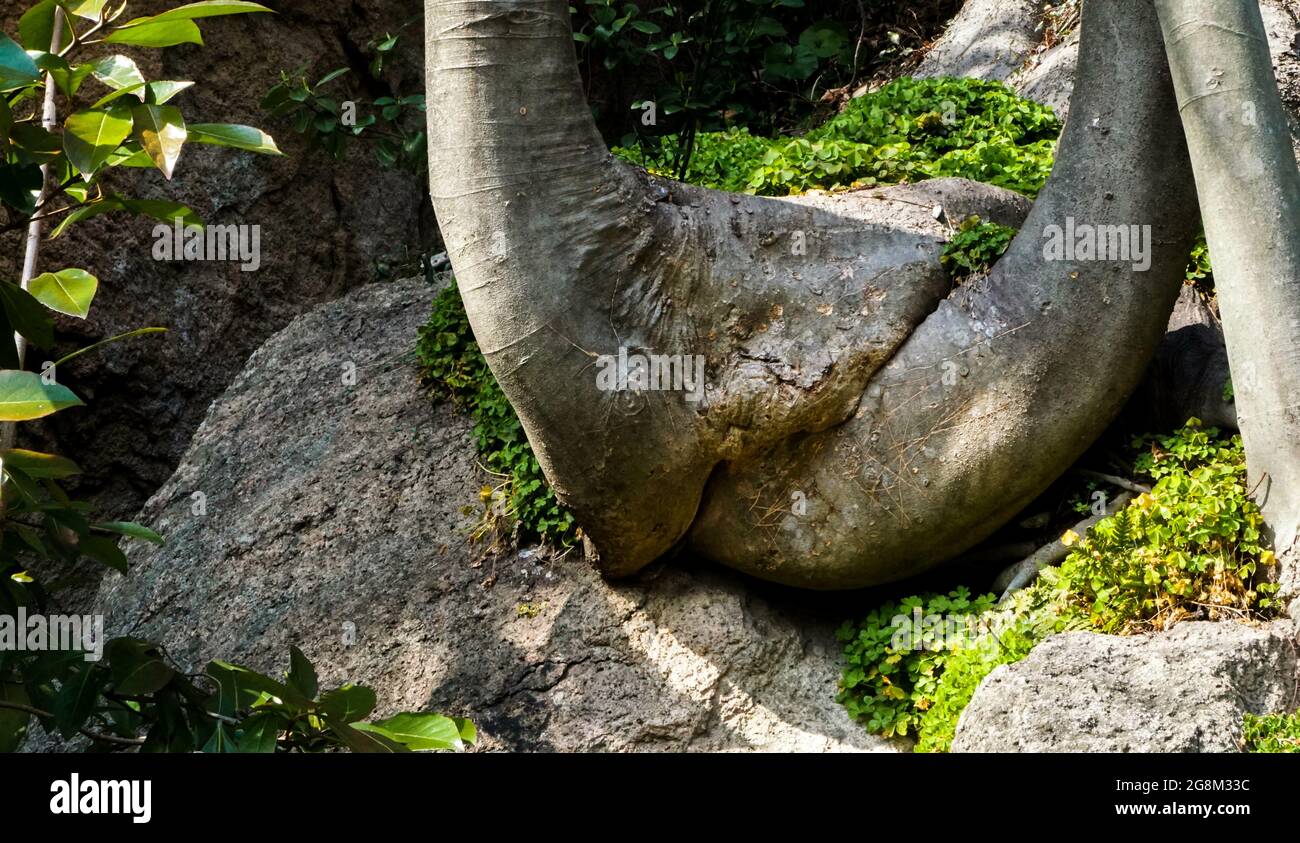 MOKPO, KOREA, SOUTH - Mar 22, 2015: A tree that looks like a private part  of a woman in Yudalsan Mountain, Mokpo City, South Korea Stock Photo - Alamy