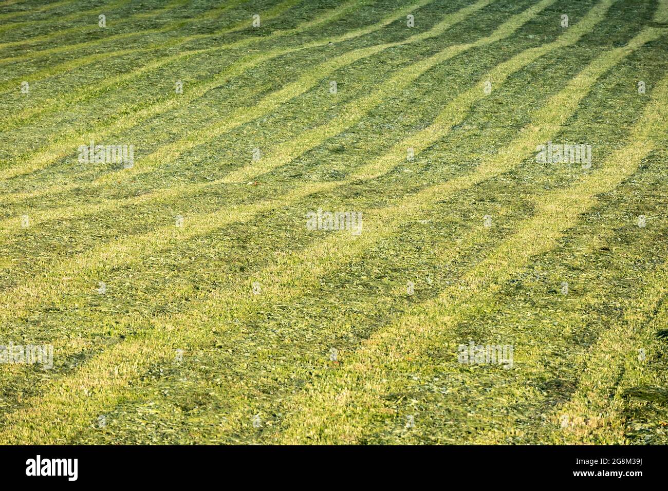 texture of freshly mown meadow Stock Photo