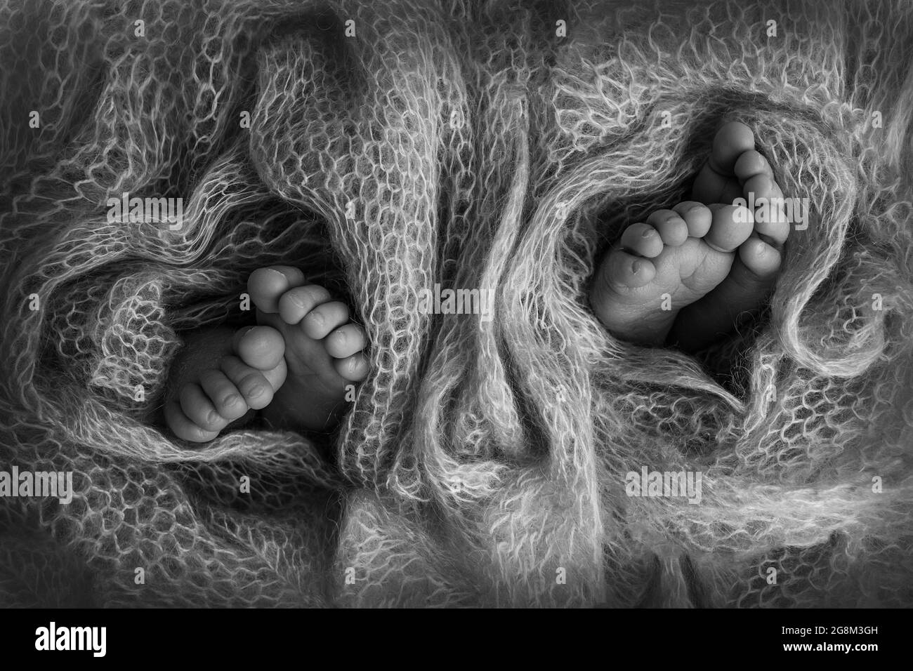 Legs Of Newborn Twins Two Pairs Of Baby Feet Covered With Wool From A