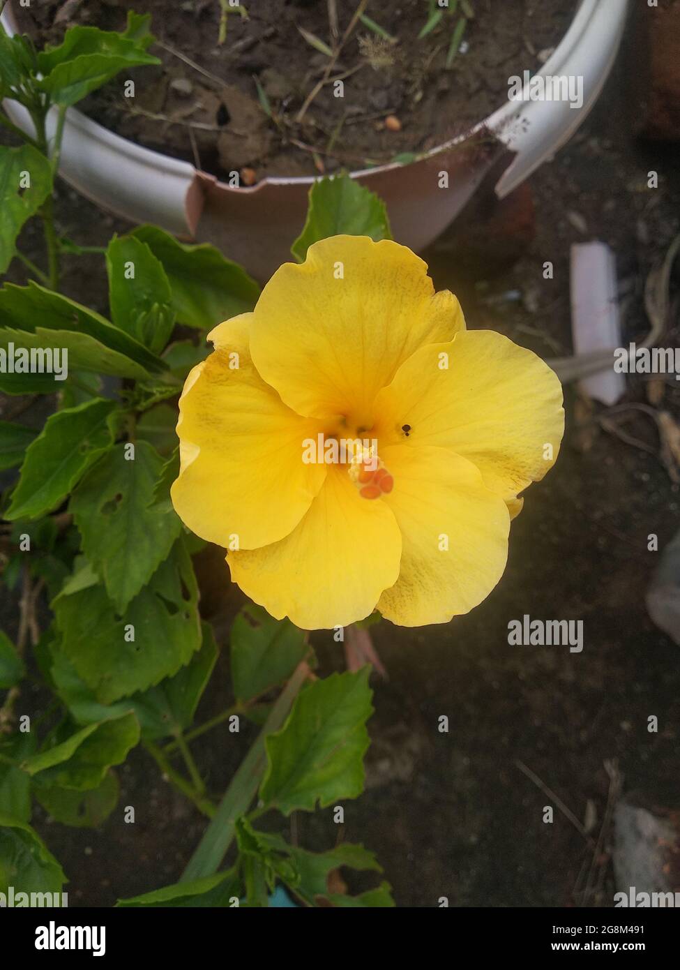 yellow flower in the garden Stock Photo