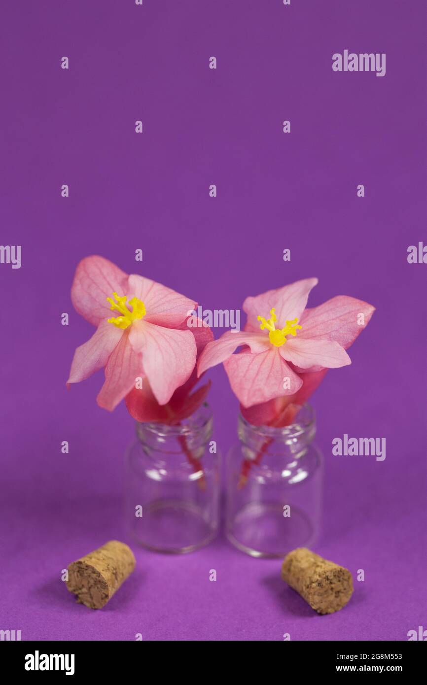 Tiny begonia erythrophylla flowers in a small glass jar with cork stopper uncorked. Stock Photo