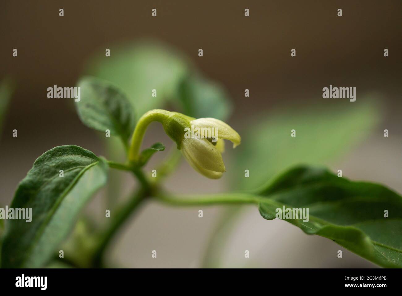 Chilli Flower High Resolution Stock Photography and Images Alamy