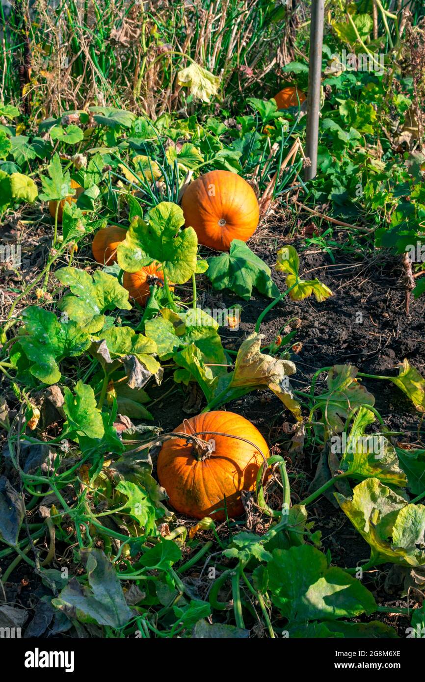 Young pumpkin growing in the garden outside. Healthy food vegan vegetarian kids diet concept. Clean food grows in its garden Stock Photo