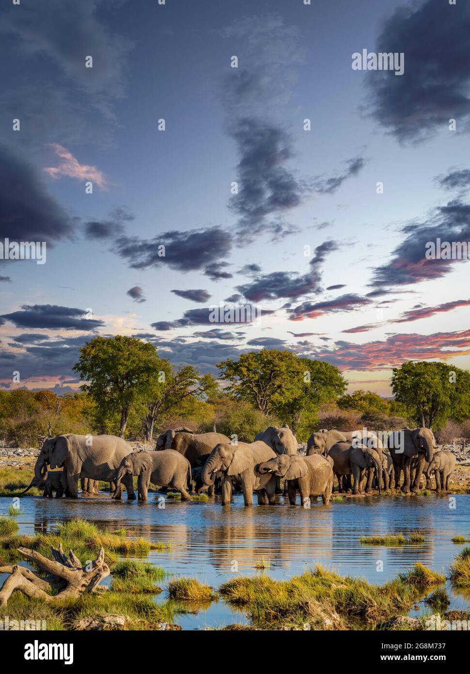 Large group of Elephants in Etosha park Stock Photo - Alamy