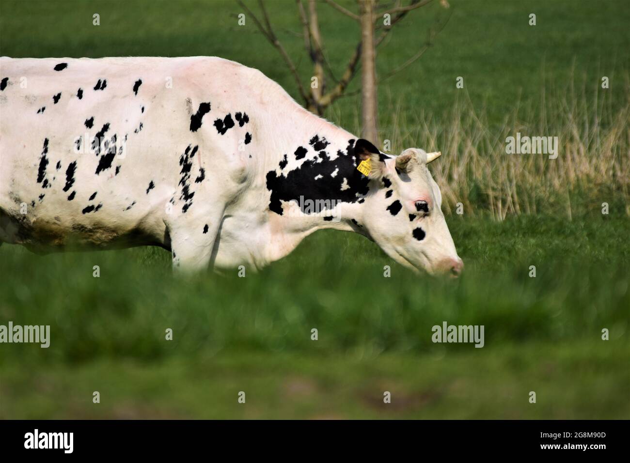 Black and white cow with horns hi-res stock photography and images - Alamy
