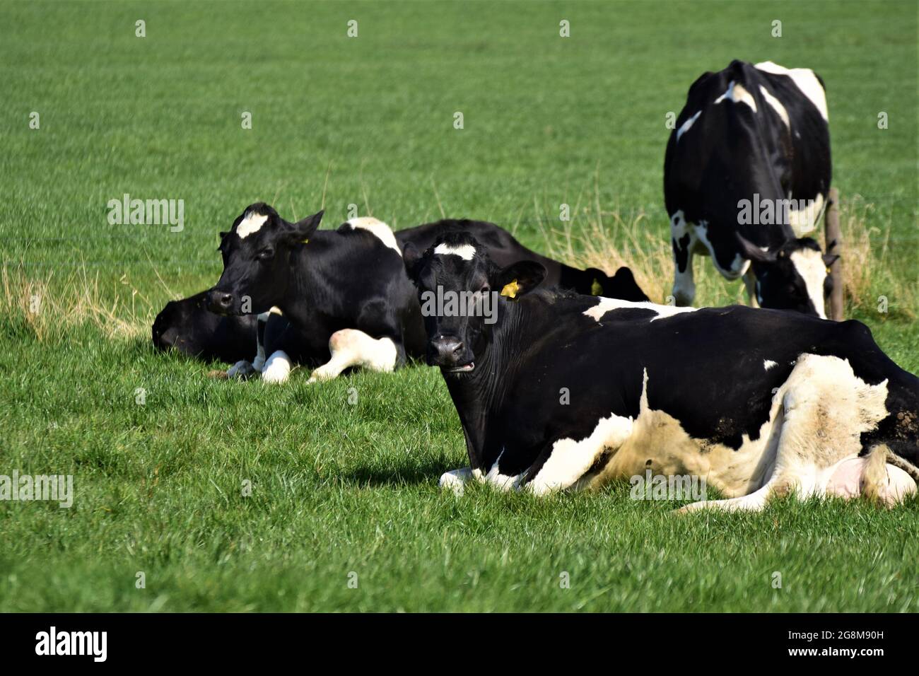 Black and white cows are laying and standing on a meadow Stock Photo ...