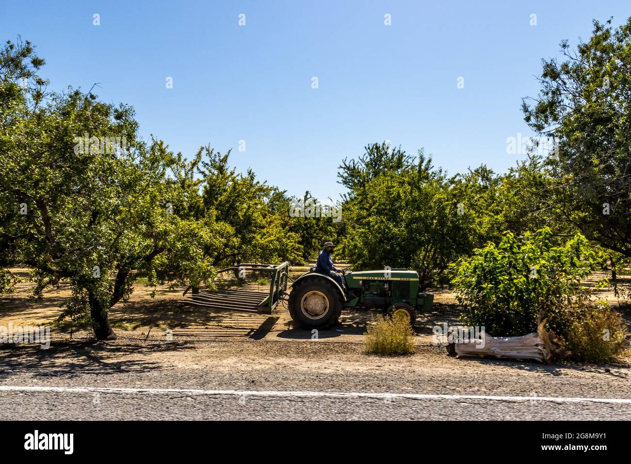 An Lamond Farmer drives his tractor through the Almond orchard in Wood Colony near Modesto California USA Stock Photo