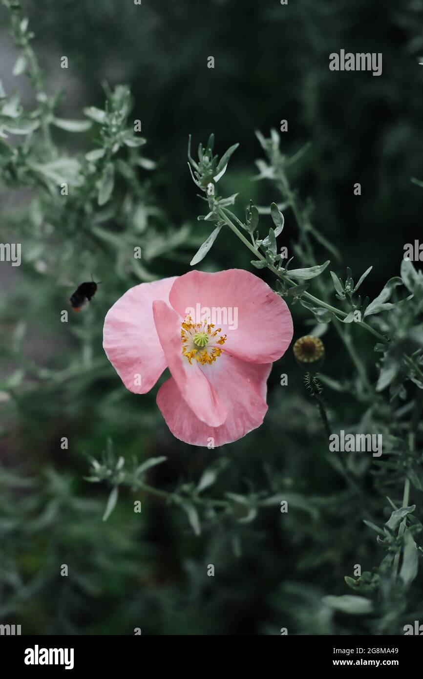 Long-headed poppy on the green shrub Stock Photo - Alamy