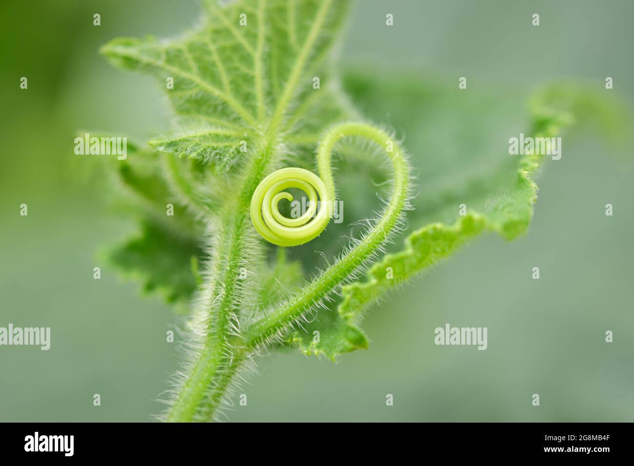 Creeping spiral tendril of cucumber (Cucumis sativus) plant, shallow depth of field macro photography Stock Photo