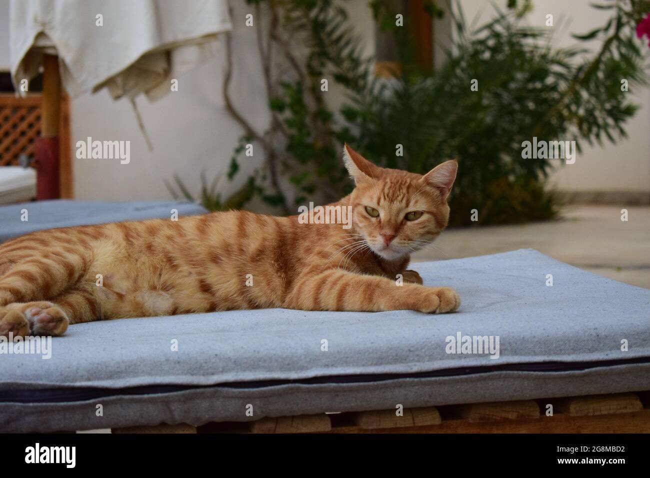 A bored cat (photo taken in Egypt) Stock Photo