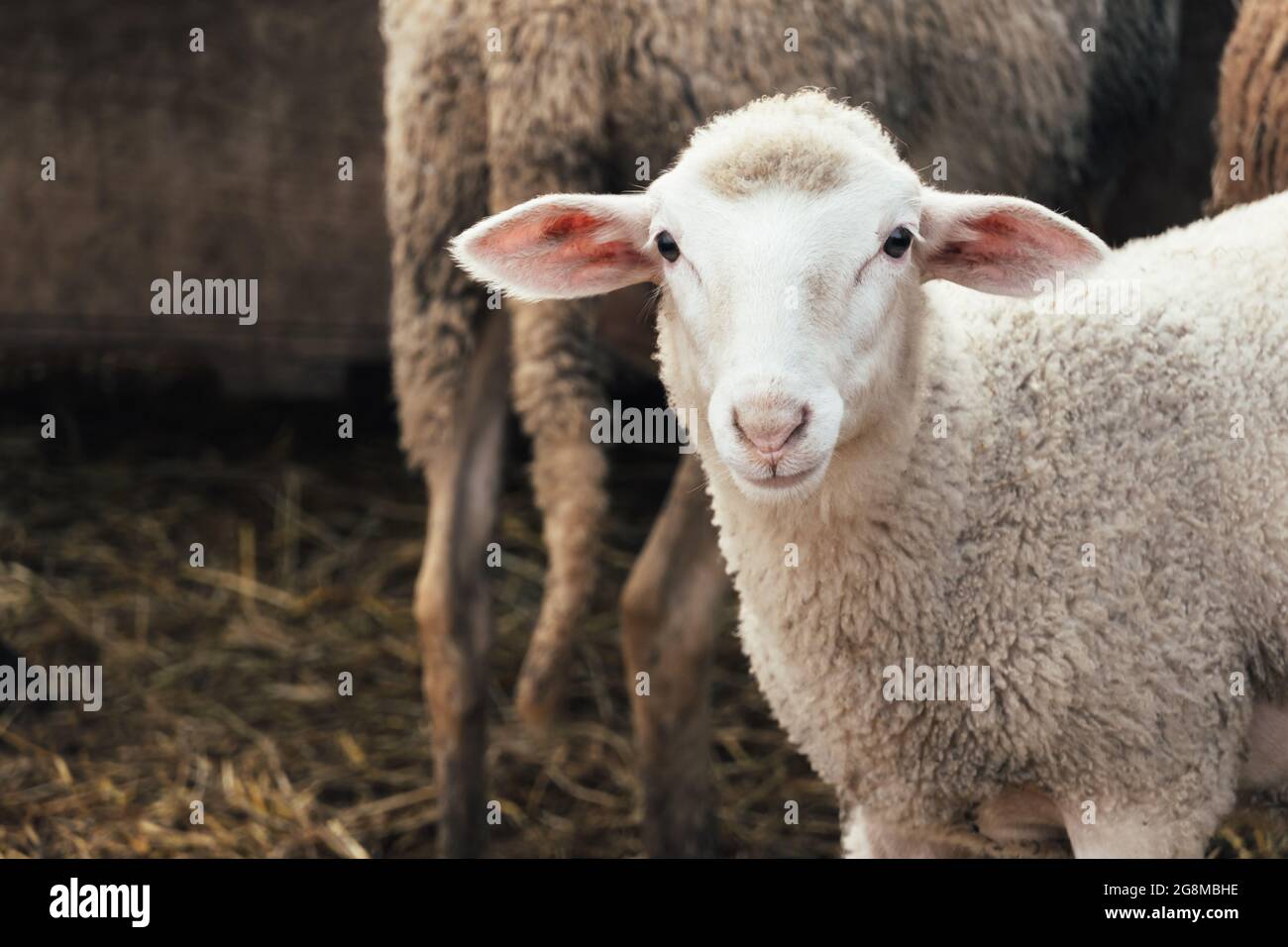 Portrait of a young sheep looking at the camera on the farm. Stock Photo