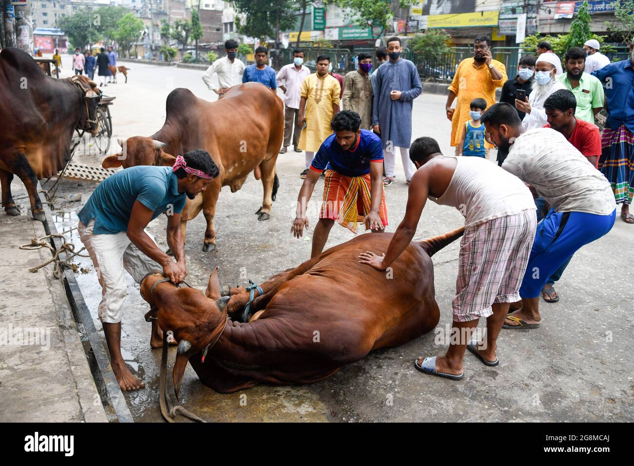 Dhaka, Bangladesh. 21st July, 2021. Muslims prepare to slaughter a