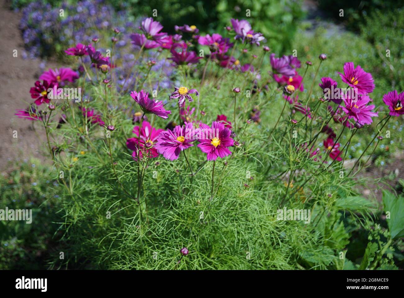 flowers and other plants growing in the spring sunlight Stock Photo