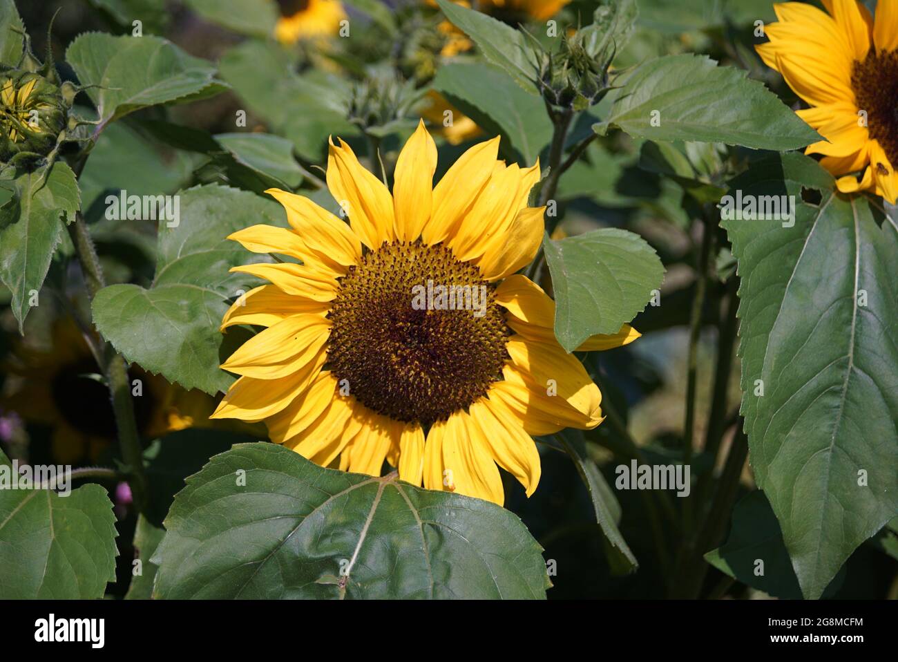 flowers and other plants growing in the spring sunlight Stock Photo