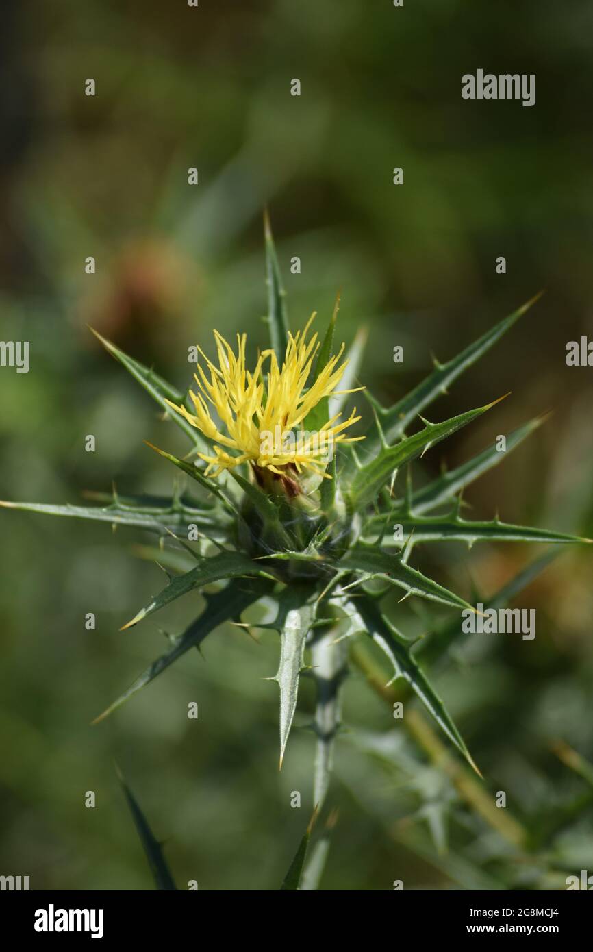 yellow Bloom of the woolly Safflower Stock Photo