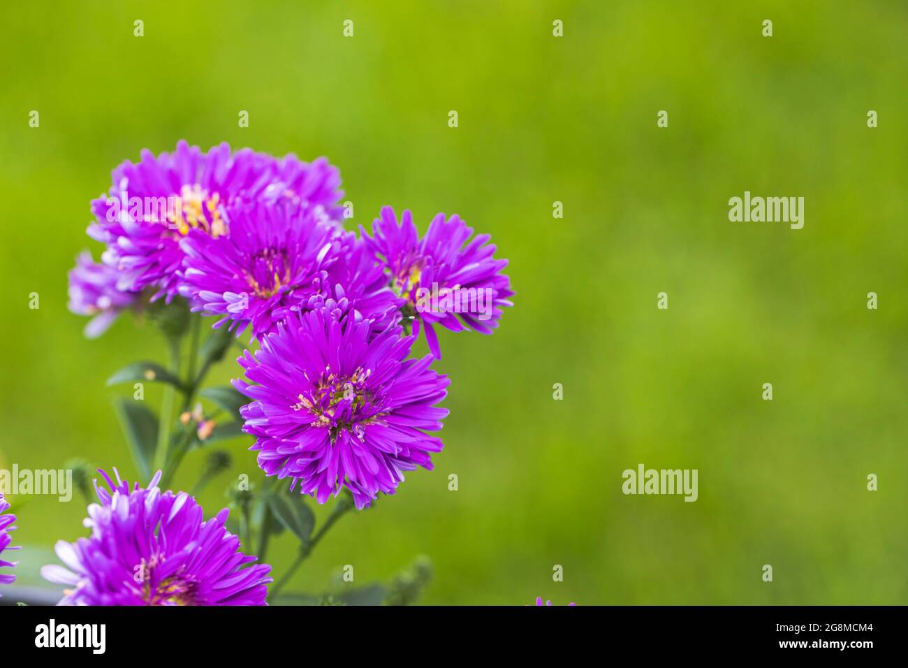 Cute purple flowers hi-res stock photography and images - Alamy