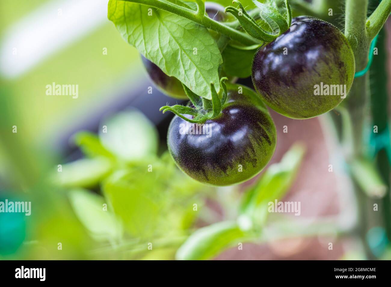 Close up view of ripening tomatoes of black colored sort. Sweden Stock ...
