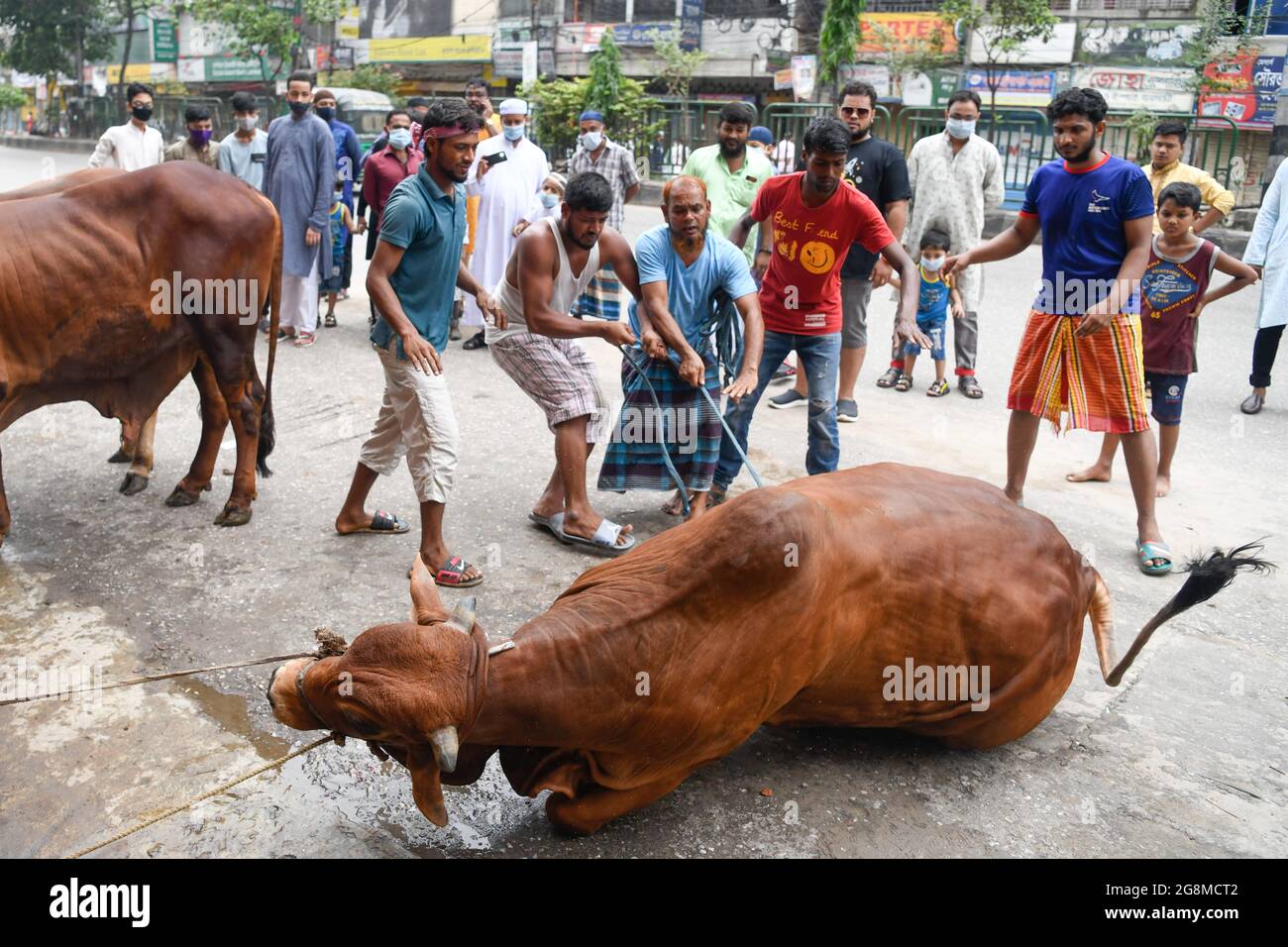 Muslims prepare to slaughter a sacrificial animal during the Muslim