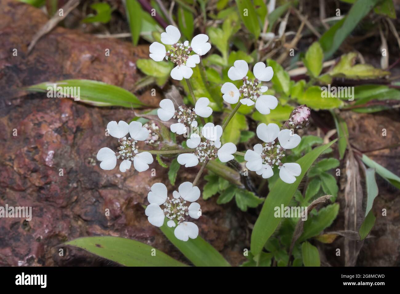 Flower bunch of Annual Candytuft, Iberis umbellata found in Satara, Maharashtra, India in nature Stock Photo