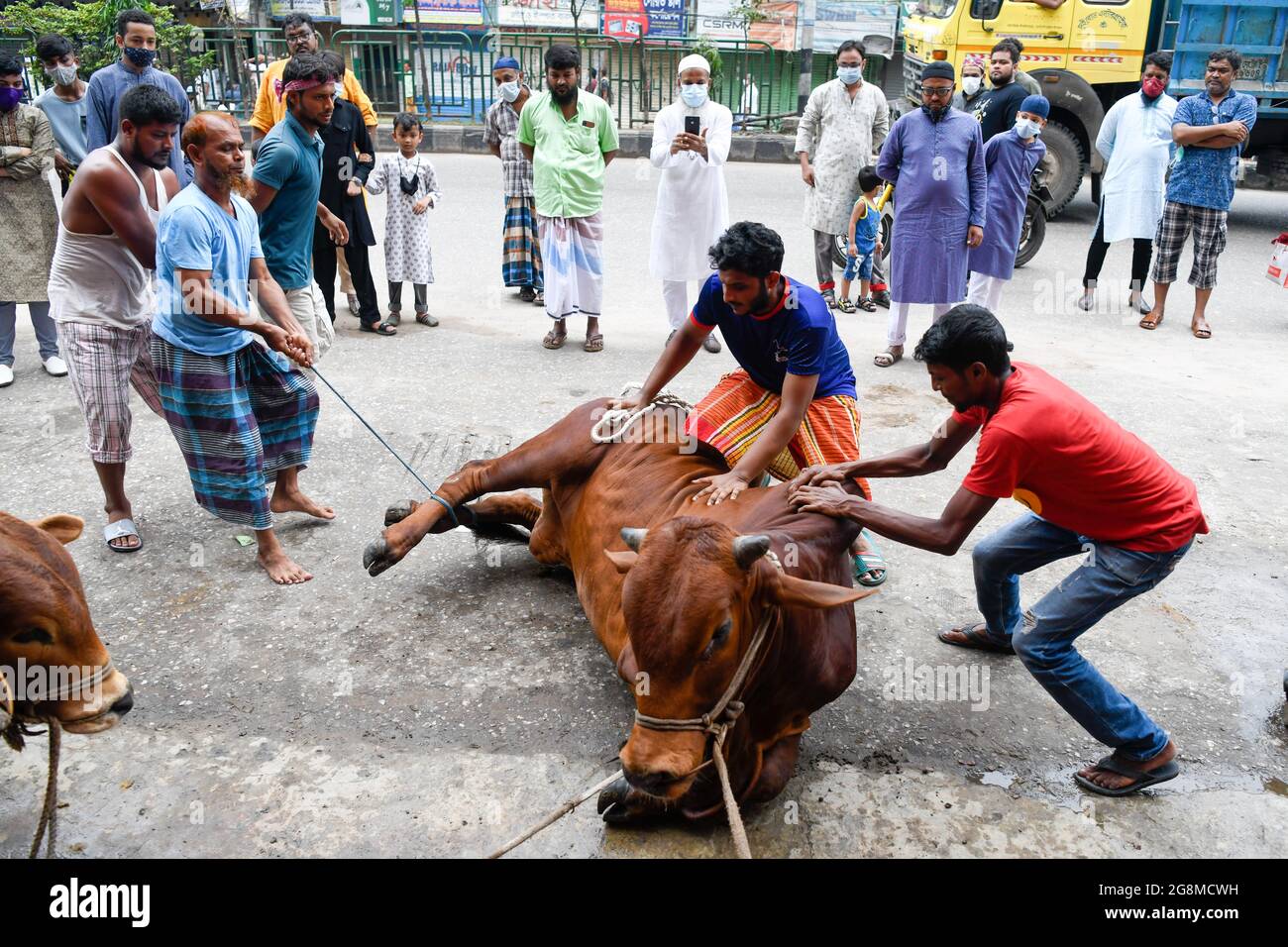 Muslims prepare to slaughter a sacrificial animal during the Muslim