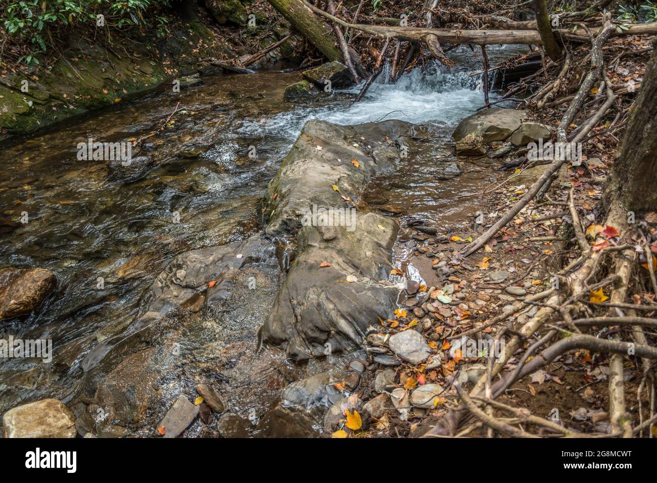 Standing on a boulder in the flowing water of the stream cascading over rocks and branches with small rocks and fallen leaves on the shoreline in autu Stock Photo