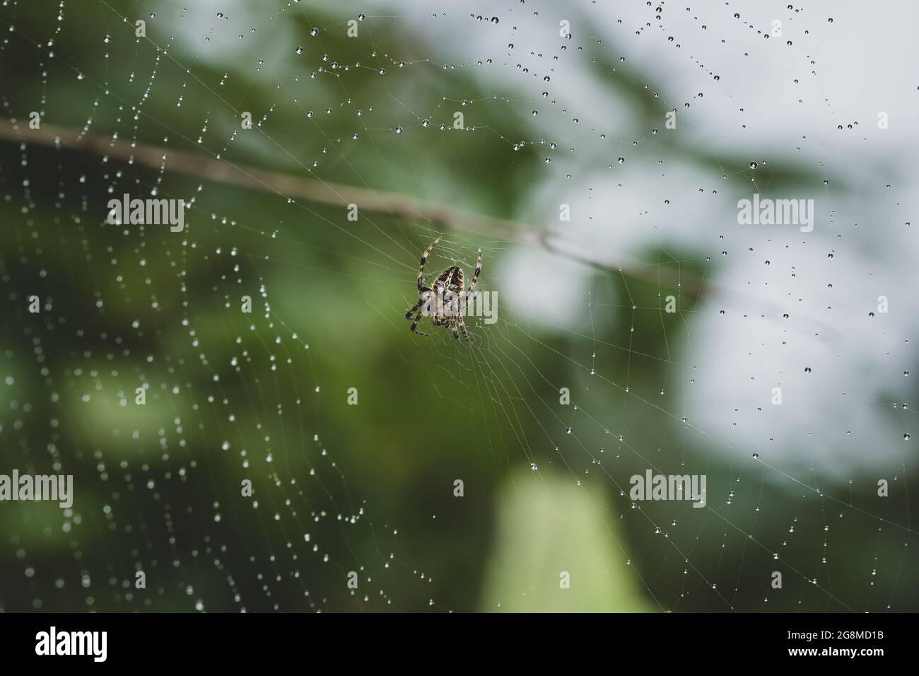 Picture of water droplets trapped in the spider web of Neoscona mukheerjee Stock Photo