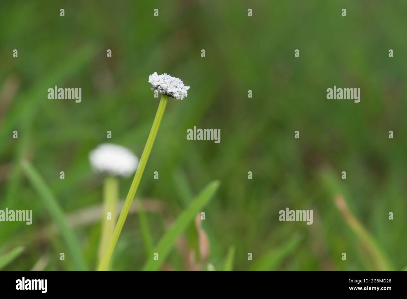 White flower of Eriocaulon nudicuspe against green grass background Stock Photo