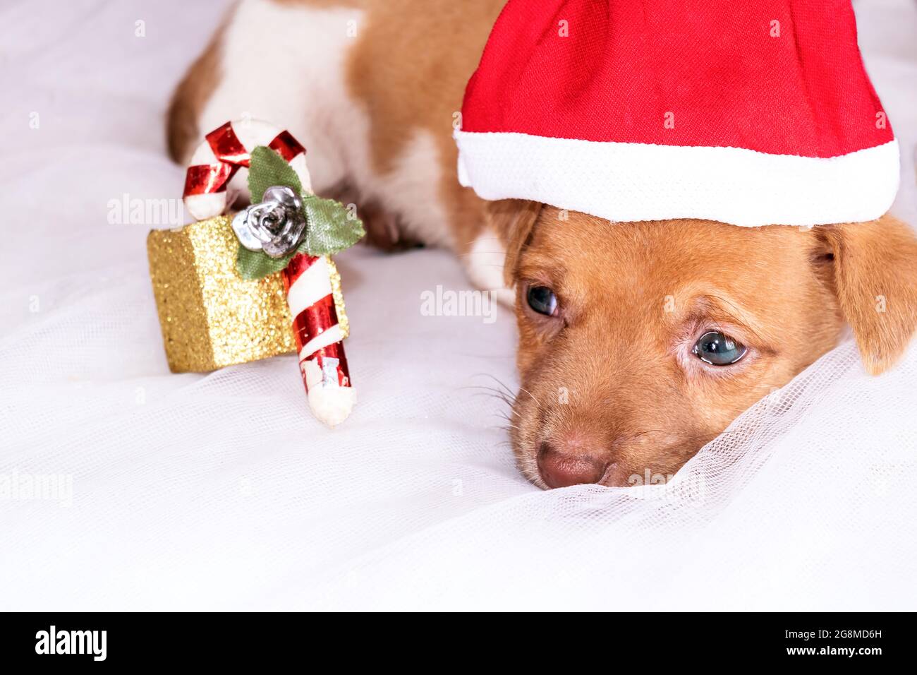 Half breed puppy with a sad look wearing a homemade Christmas cap while lying down on white cloth, there is a little Christmas decoration next to it Stock Photo