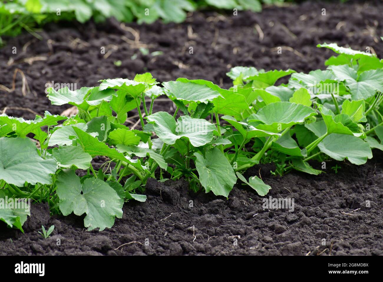 Young green pumpkin grow in garden bed Stock Photo - Alamy