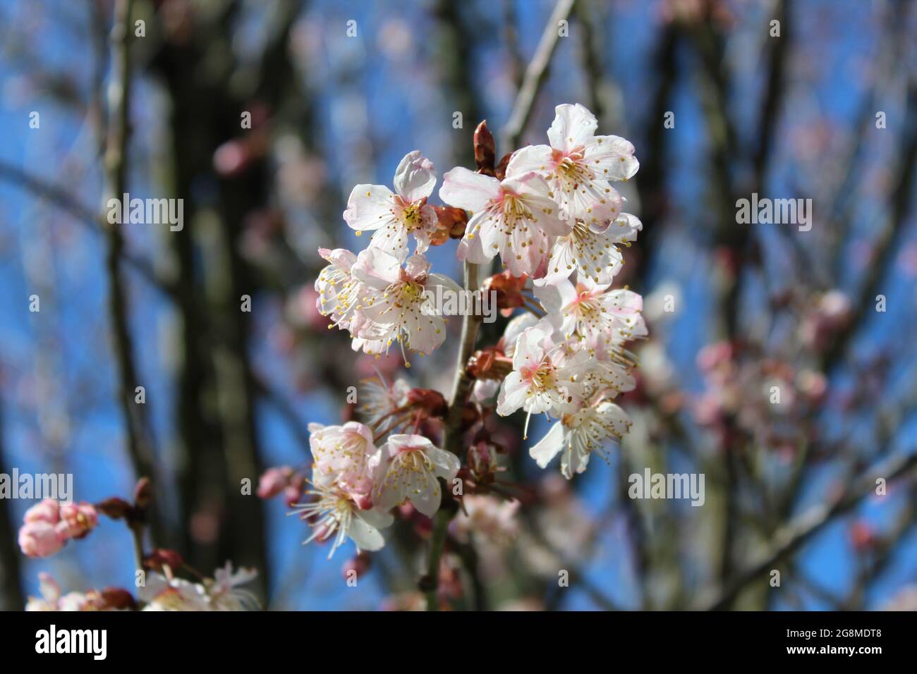 flowering trees with branches in woodland Stock Photo
