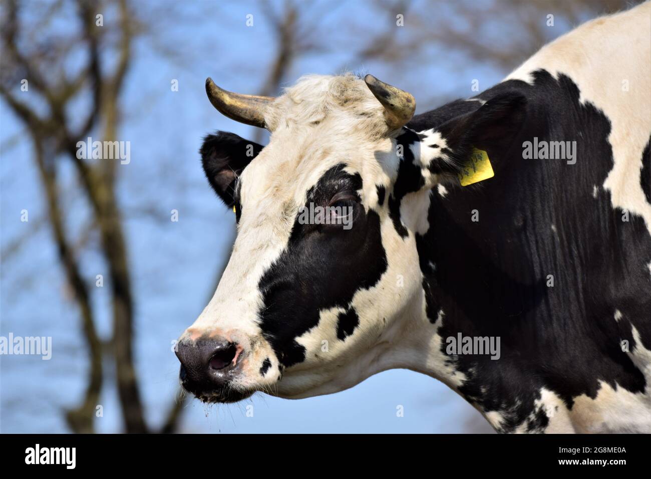 Portrait of the head of a black and white cow against a blue sky with trees Stock Photo