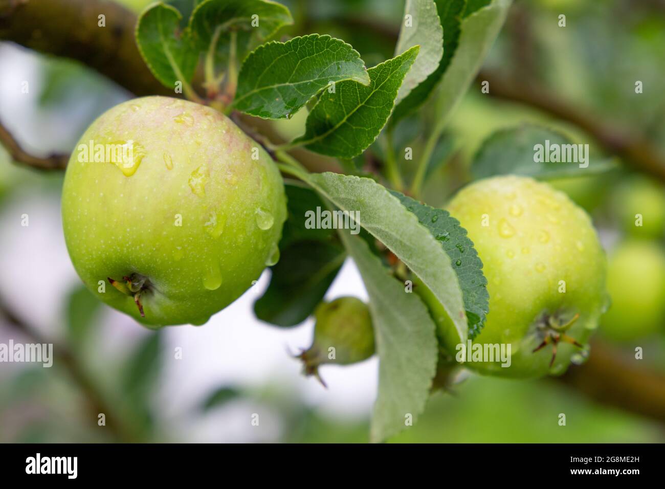 green apple with raindrops on an apple tree, focus on left side Stock Photo