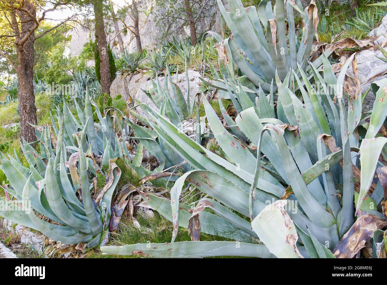 Aloe vera plant leaves dying hi-res stock photography and images - Alamy
