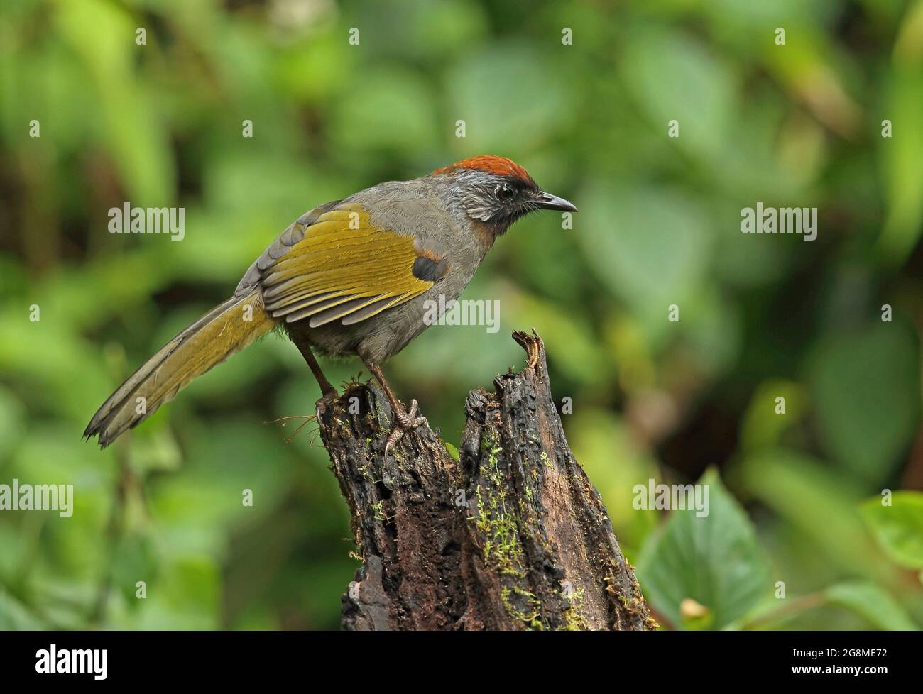 Silver-eared Laughingthrush (Trochalopteron melanostigma melanostigma) adult perched on dead stump Doi Lang, Thailand        November Stock Photo