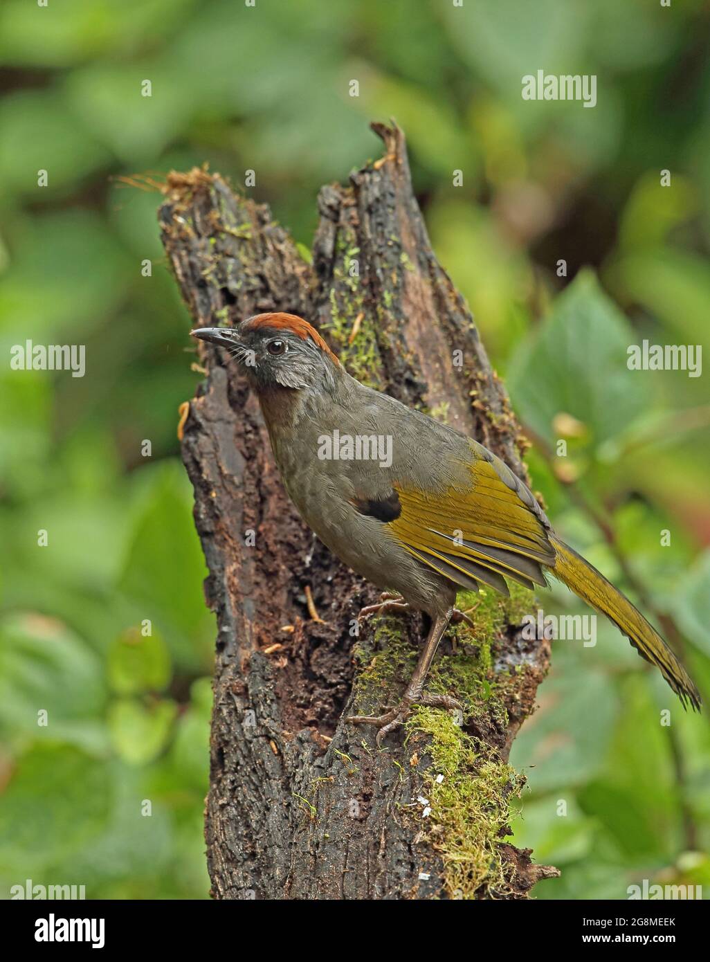 Silver-eared Laughingthrush (Trochalopteron melanostigma melanostigma) adult perched on dead stump Doi Lang, Thailand        November Stock Photo